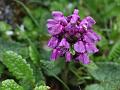 Tibetan Torchwort